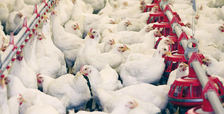 Virus mortel chez les poulets d’élevage: La FISA dément