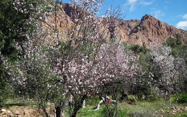 Tafraout célèbre ses amandiers en fleurs du 8 au 10 mars