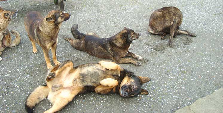 La rage chez les animaux: Plus de 300 cas enregistrés chaque année au Maroc
