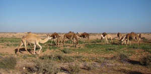 Laâyoune : 867 MDH d’investissements dans le secteur agricole à l’horizon 2020
