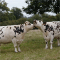 Les vaches laitières bientôt réimportées