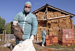 La grippe aviaire, un drame mondial