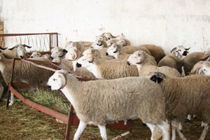 Transfert de 7 milliards DH vers le monde rural à l’occasion de Aïd Al Adha