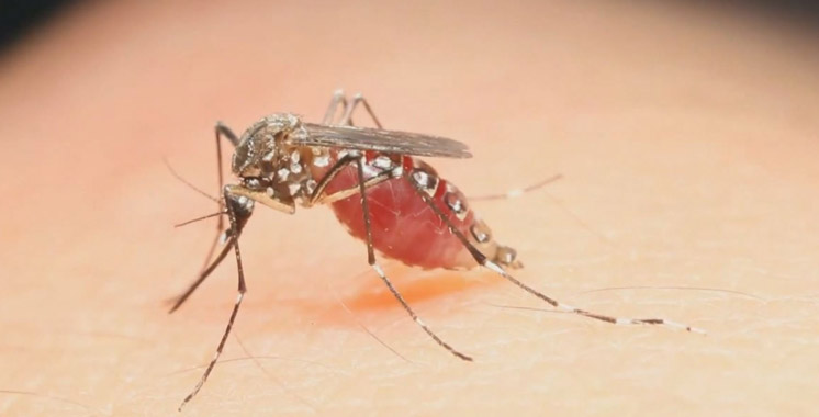 Virus Zika : Au moins 20 cas d’infection aux Pays-Bas