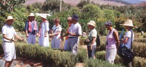 Le «jardin d’Ourika», une essence aromatisée au coeur de l’Atlas