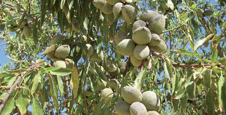 Amandier : 1.900 tonnes attendues à Aknoul