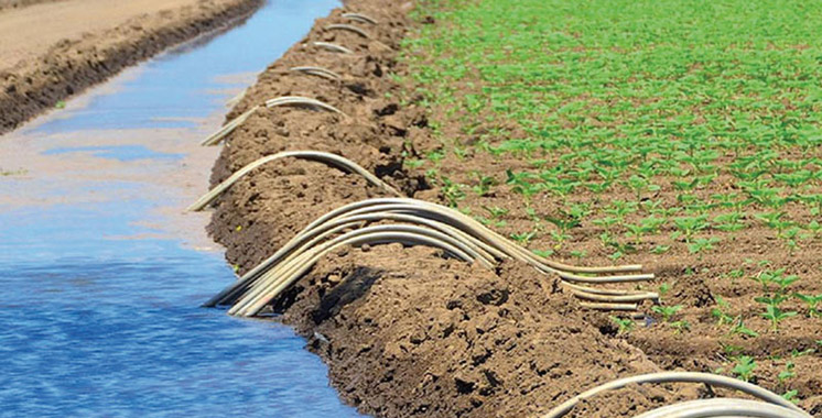 Tanger-Tétouan-Al Hoceima : L’agriculture solidaire avance à grands pas