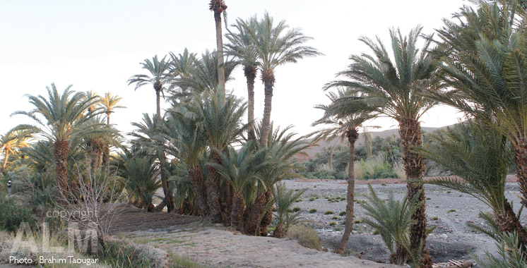 Programme oasis du Sud : 271 projets prévus d’être réalisés en 2016