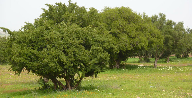 Programme «Ford Conservation & Environmental Grants»: 13.000 dollars américains pour des projets marocains