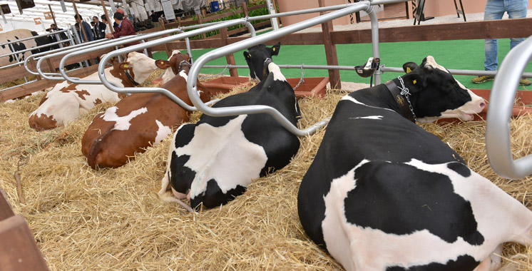 Les aliments composés subventionnés pour bovins arrivent sur le marché: Les éleveurs chouchoutés !