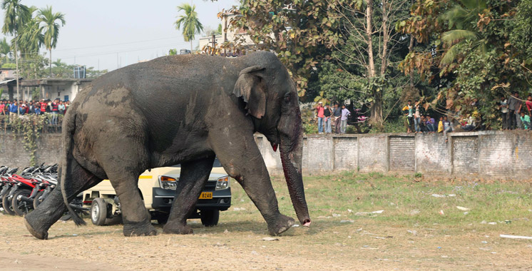 Inde: au moins une personne tuée chaque jour par un éléphant ou un tigre
