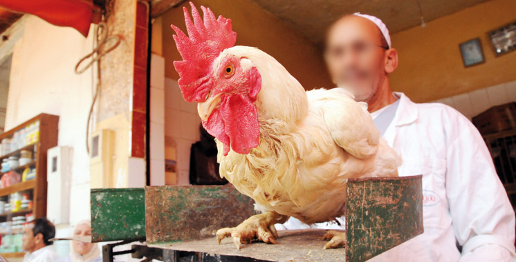 Secteur avicole: Baisse d’environ 20% des cours du poulet chair et dinde