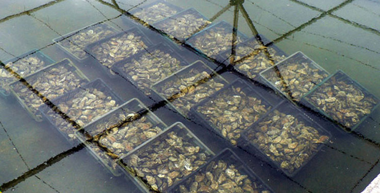 Coquillages de la zone Tamri-Cap Ghir : Fini l’interdiction