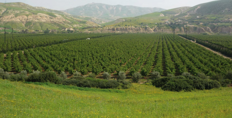 Phytosanitaire et protection des végétaux : Le Maroc s’aligne sur les standards internationaux