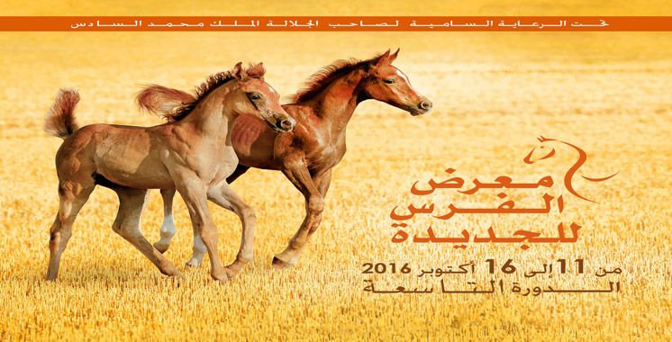 9ème édition du Salon du cheval d’El Jadida: Le pur-sang arabe émirati à l’honneur