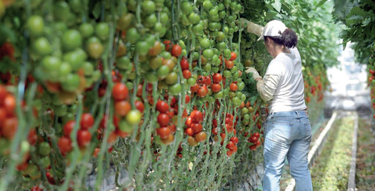 Conseillers agricoles : Une assemblée générale constitutive de leur fédération le 9 septembre à Rabat