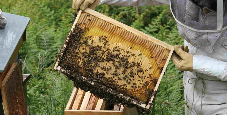 Guelmim-Oued Noun: La Chambre d’agriculture approuve une convention de partenariat pour développer l’apiculture