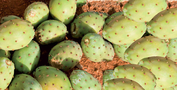 Le cactus marocain menacé: Le ministère de l’Agriculture réagit