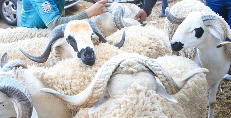 1er Salon du Sardi à Settat : L’effet palpable du Plan Maroc Vert