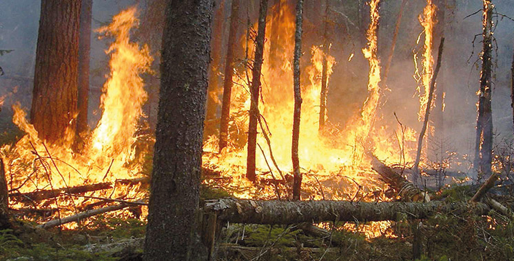 Chefchaouen : Extinction d’un incendie de forêt ayant ravagé environ 7 ha