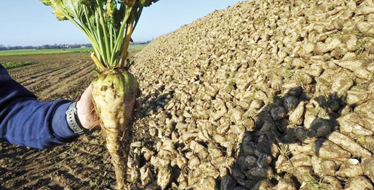 Betterave à sucre : Un milliard DH de production globale