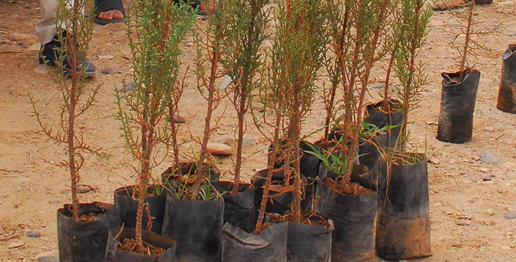 Lutte contre l’ensablement : 4.000 arbres seront plantés à Tarfaya