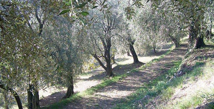 Arboriculture : Près de 10.000 hectares additionnels à prévoir à Al-Hoceima