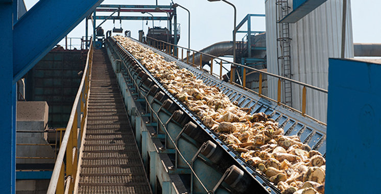 Berkane : Plus de 410.000 tonnes de betterave à sucre produites en 2016