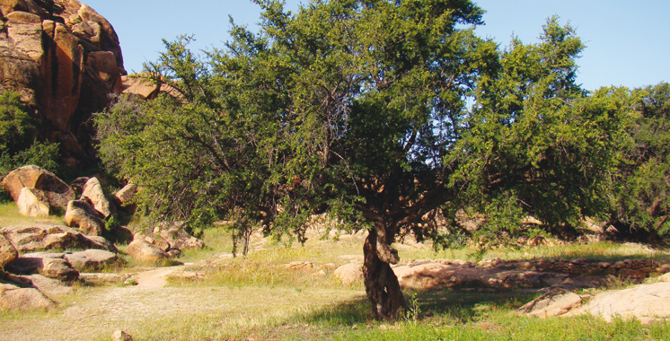 Arganiculture – Fonds vert pour le climat : 39 millions de dollars pour le projet Dared