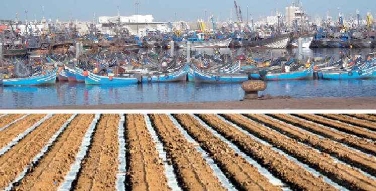 Création d’entreprises: L’agriculture et la pêche maritime ont toujours la cote à Dakhla