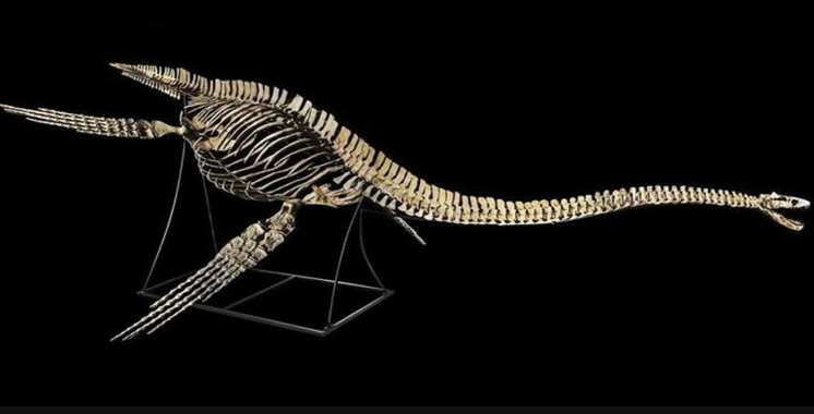 Le Squelette du dinosaure marin vient d’être restitué au Maroc