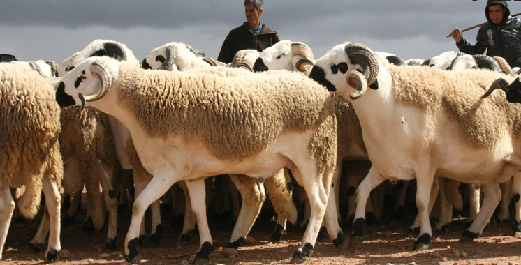 Aïd Al Adha : 9 millions de têtes disponibles sur le marché