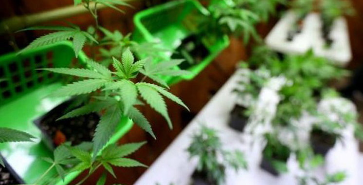 L’Argentine légalise l’usage médicinal du cannabis