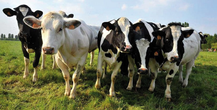 Innovation majeure de Nestlé: Global Milk Solution s’installe au Maroc