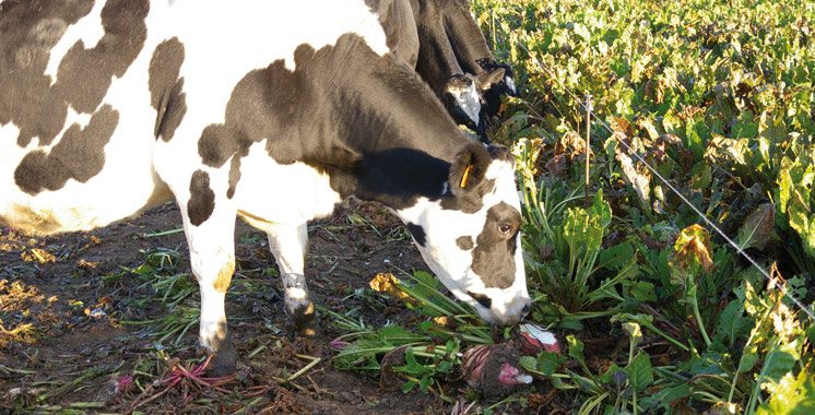 Cultures fourragères : Une composante importante de la production animale