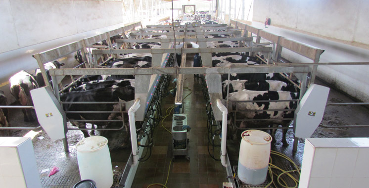 Rencontres : «Le lait, vecteur de développement», les travaux démarrent à Rabat