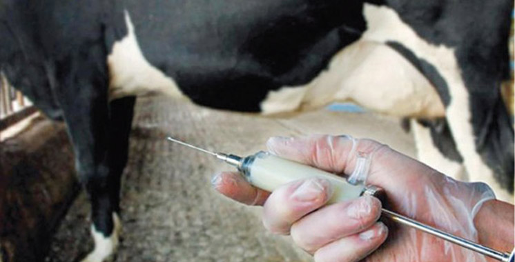 Région du Nord : 93% du cheptel bovin vaccinés contre la fièvre aphteuse