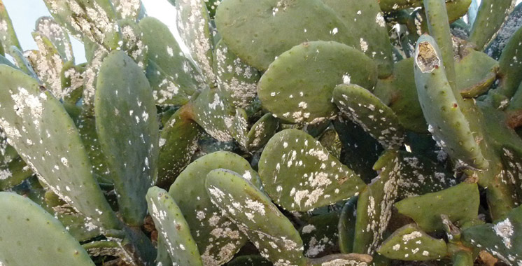 Cochenille du cactus : les mesures de lutte renforcées