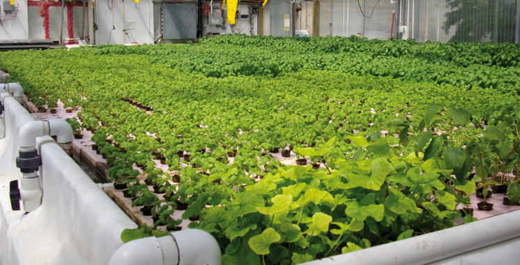 Production biologique : La filière en cours de structuration