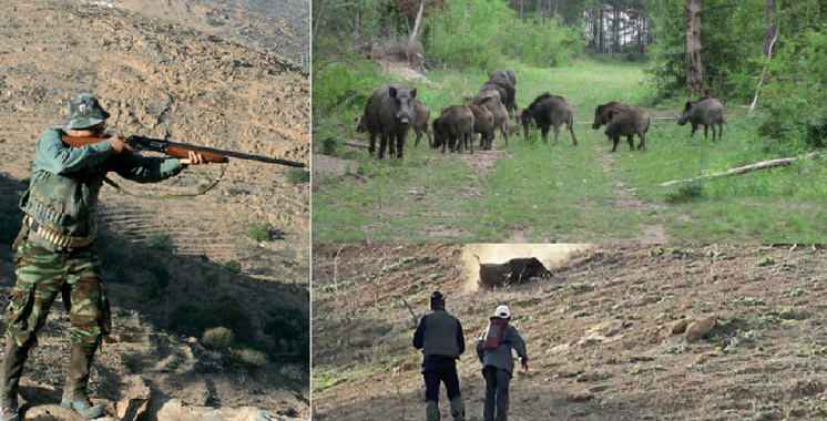 Souss-Massa : 2 millions DH générés par la chasse durant 2016-2017