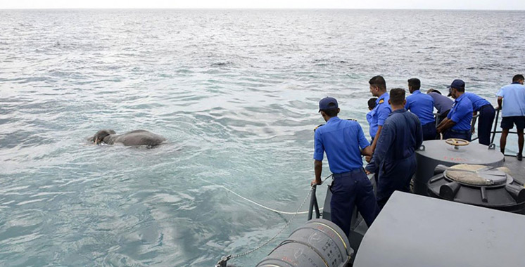 Sri Lanka : La marine sauve miraculeusement un éléphant en plein mer (vidéo)