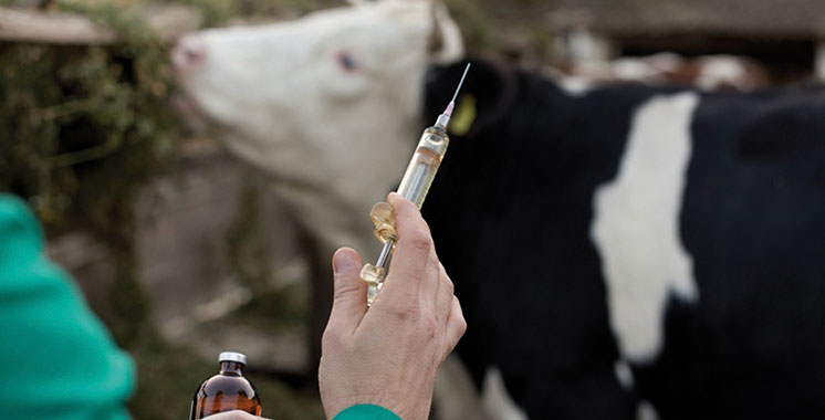 Fièvre aphteuse : Une nouvelle campagne de vaccination de rappel des bovins