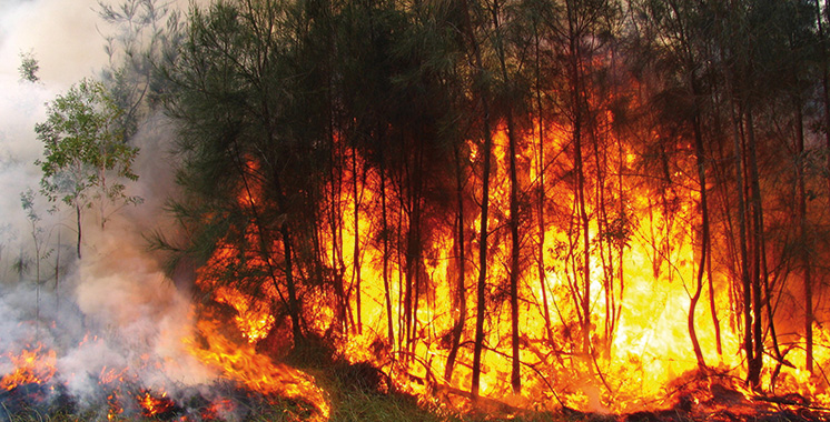 Incendies de forêts : 1.272 hectares partis en fumée à fin juillet