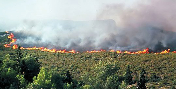 Taounate : 9 ha de forêt ravagés, l’incendie circonscrit