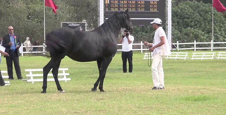 2è concours interrégional des chevaux barbe et arabe-barbe: Quelque 180 éleveurs présents à Meknès