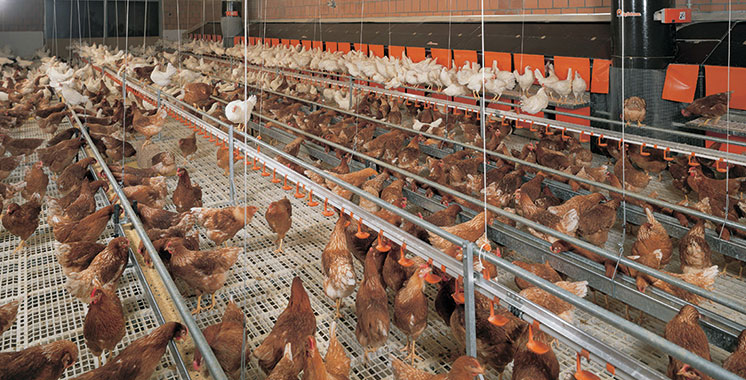 FISA : Pas d’alimentation cancérigène dans les fermes avicoles