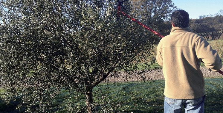 Olives : Une production record de 1,56 million de tonnes