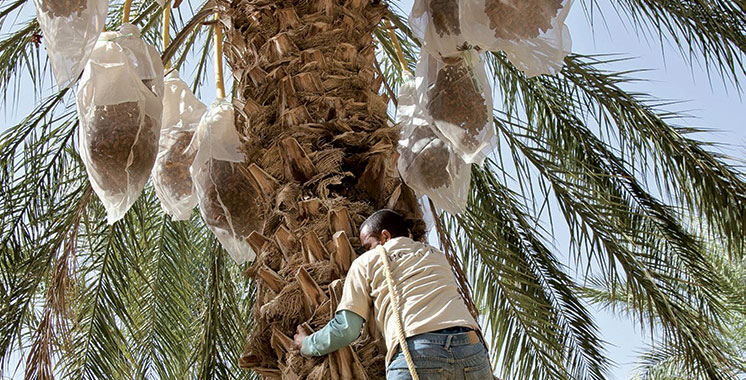 Palmier dattier : Une filière à grande portée socio-économique
