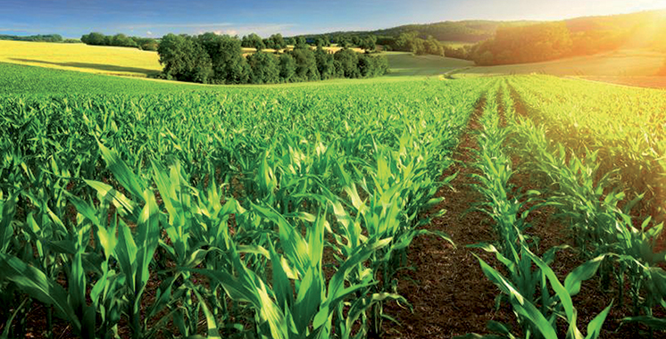 10ème édition des Assises de l’agriculture : L’avenir du secteur agricole discuté à Meknès