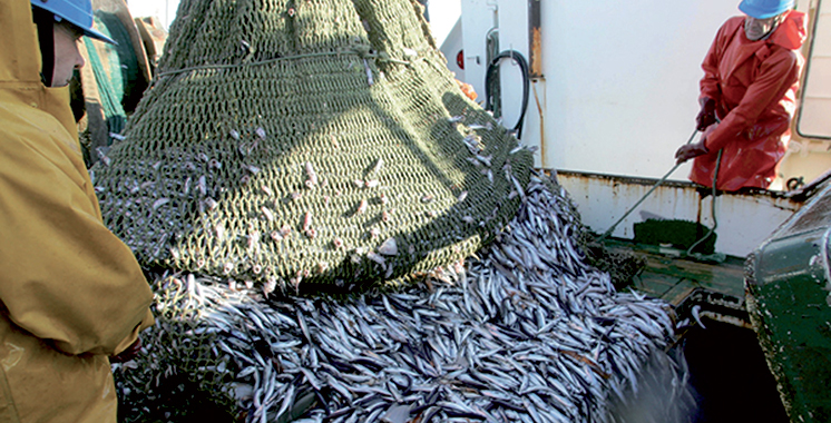 Produits de la pêche commercialisés : 7,3 milliards de dirhams en 2017